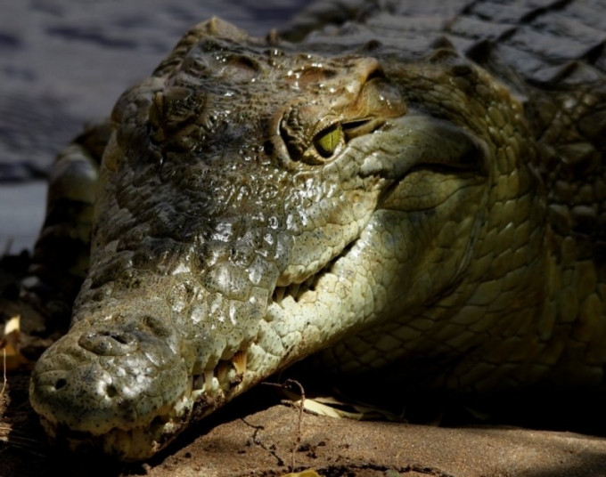 crocodile