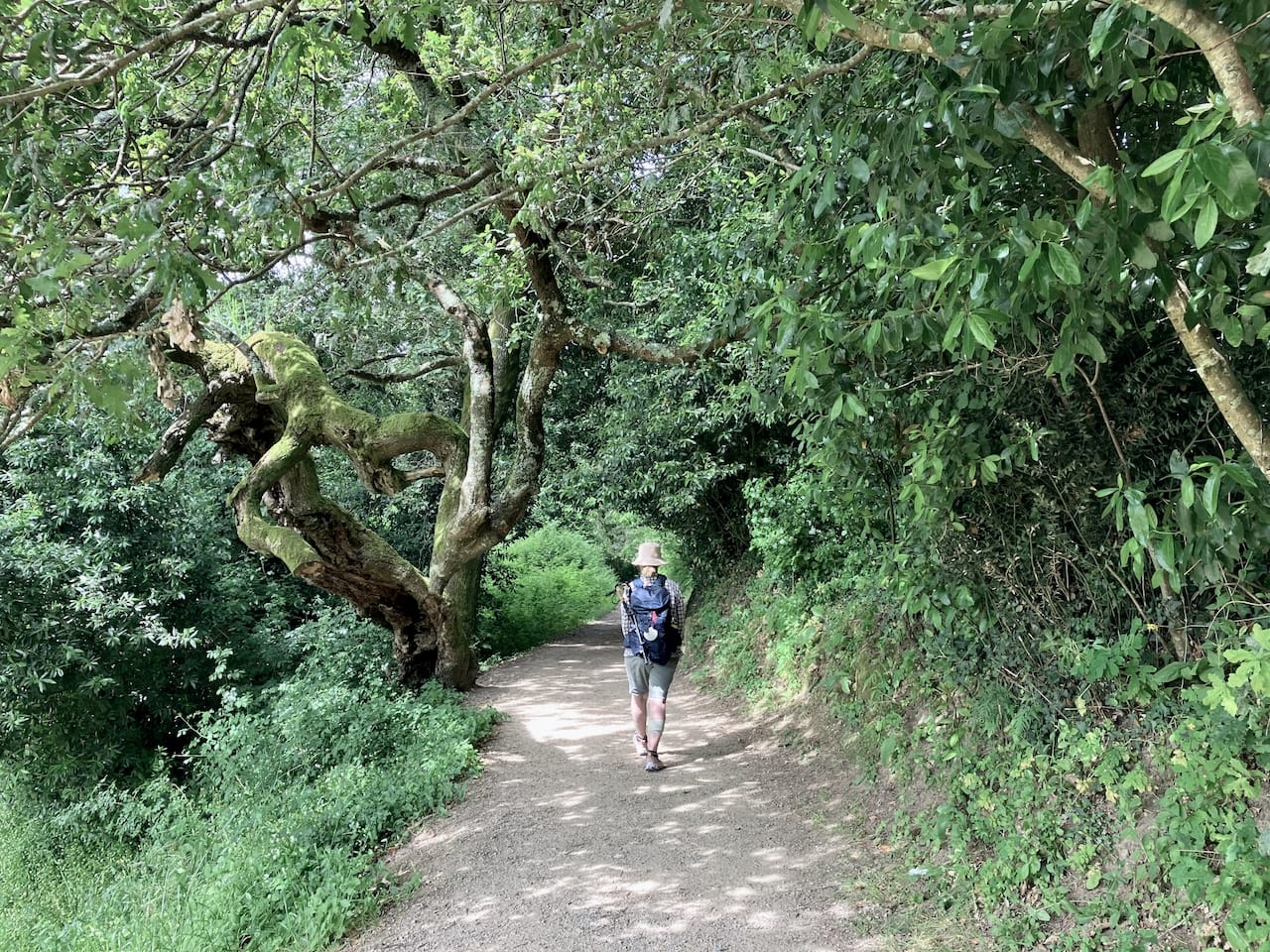 Passing through a cork oak forest on the Camino de Santiago