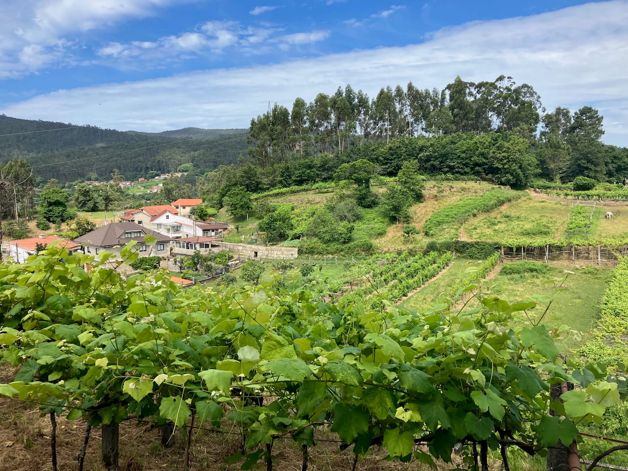Vineyard, Vilaboa, Rías Bajas Camino