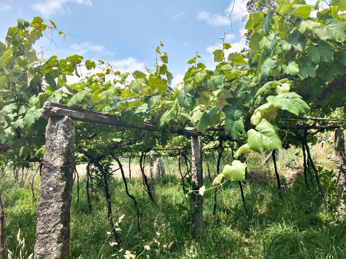 vineyard on the Camino